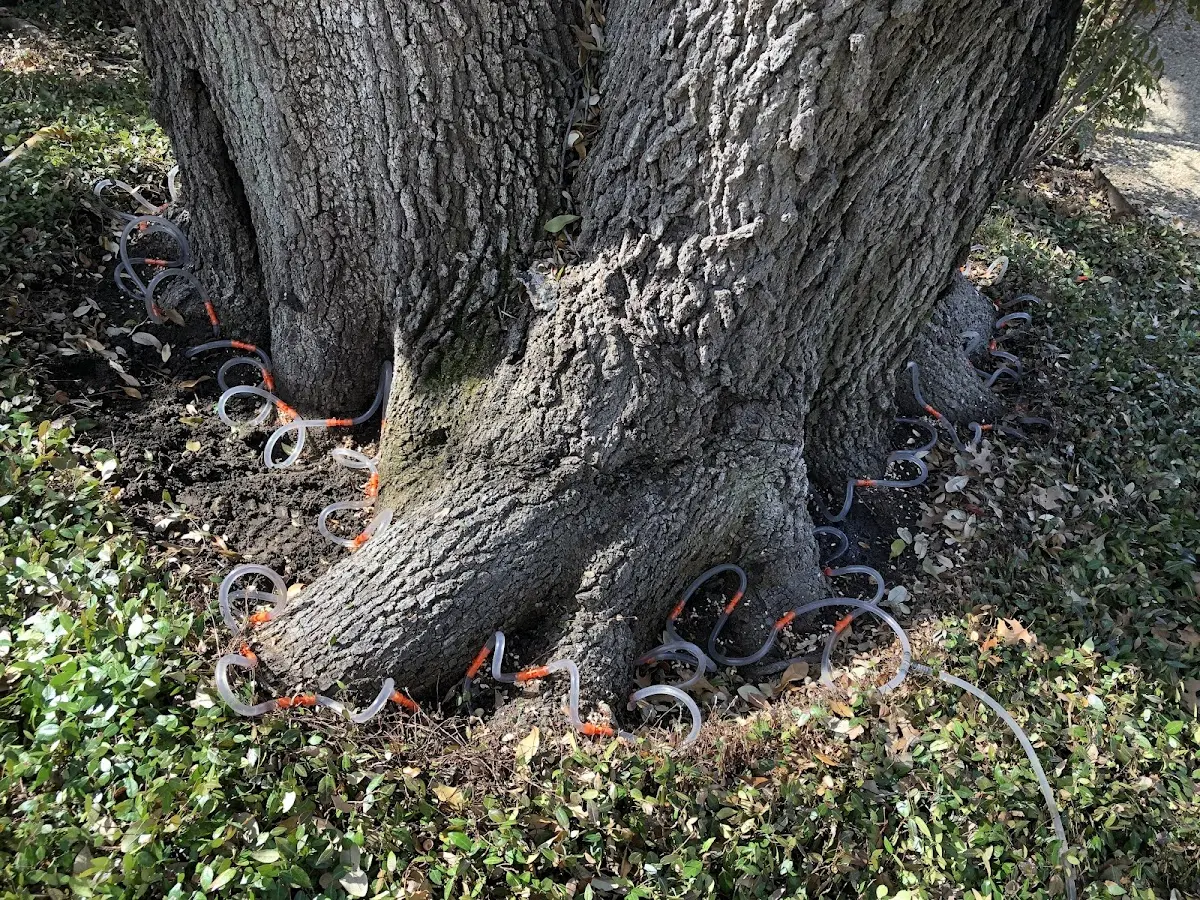 Detailed Shrub and Hedge Trimming job site in Rising Star