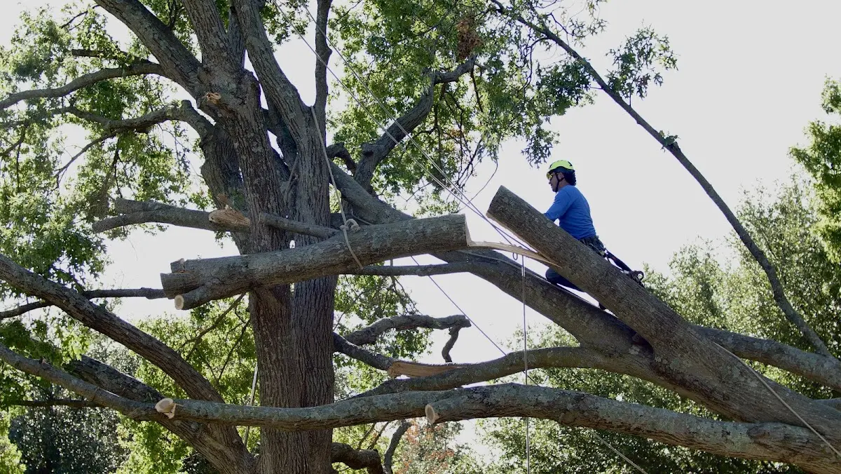 Professional Crown Thinning performed by certified arborists in Rising Star